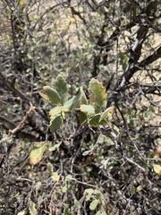 Quercus grisea