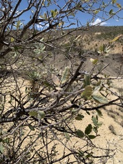 Quercus grisea