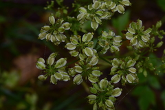 Angelica triquinata