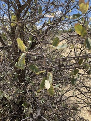 Quercus grisea
