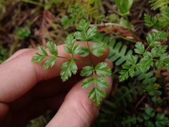 Coptis aspleniifolia