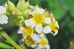 Melochia betonicifolia