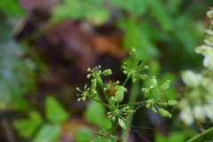 Angelica triquinata