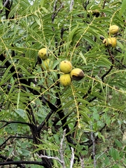 Juglans microcarpa