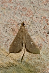 Dolicharthria punctalis