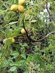 Juglans microcarpa