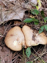 Suillus