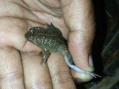Occidozyga lima