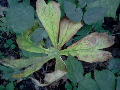 Podophyllum peltatum
