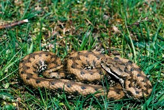 Vipera aspis zinnikeri