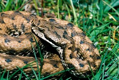 Vipera aspis zinnikeri