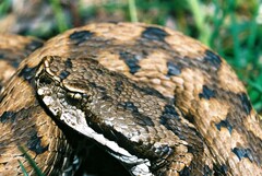 Vipera aspis zinnikeri