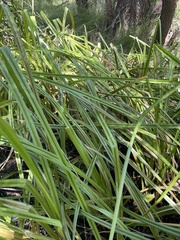 Scirpus microcarpus