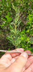 Asparagus lignosus