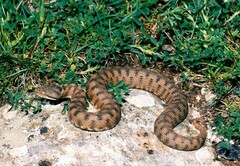 Vipera aspis zinnikeri