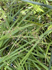 Scirpus microcarpus