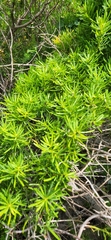 Asparagus lignosus
