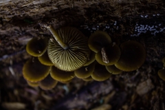Simocybe centunculus