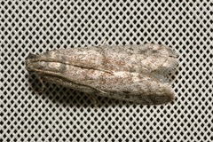 Ephestia elutella