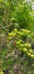 Asparagus lignosus