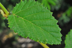 Melochia betonicifolia