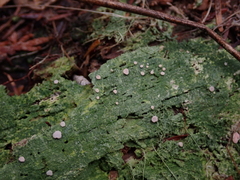 Icmadophila ericetorum