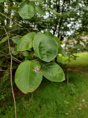 Amelanchier laevis
