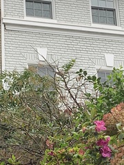 Passer domesticus