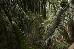 Oenocarpus