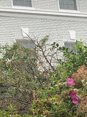 Passer domesticus