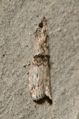 Nephopterix angustella