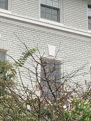 Passer domesticus