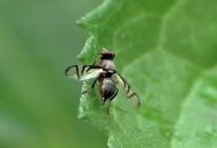 Rivellia flavimana