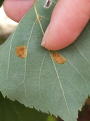 Phyllocoptes didelphis