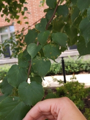 Phyllocoptes didelphis