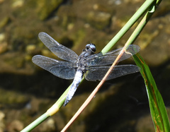 Libellula fulva