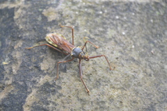 Isocondylus elongatus