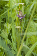 Dactylorhiza majalis baltica