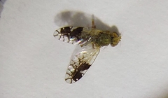 Tephritis divisa