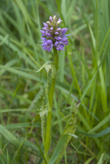 Dactylorhiza majalis baltica