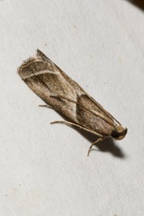 Nyctegretis lineana