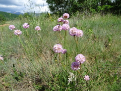 Armeria