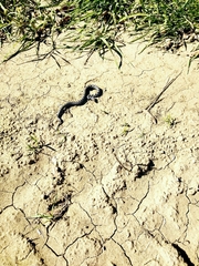 Pantherophis ramspotti