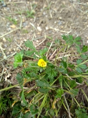 Potentilla canadensis