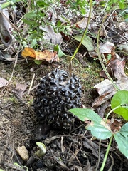 Symplocarpus foetidus