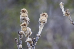 Wunderlichia mirabilis