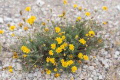Thymophylla pentachaeta