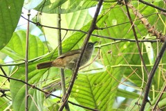 Eurillas ansorgei