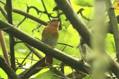 Cossyphicula roberti