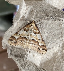 Erannis defoliaria